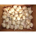 2019 Normal White Garlic Best Quality